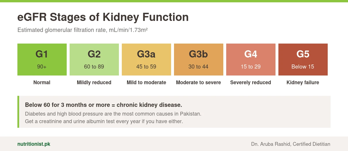 eGFR stages: G1 90 or more normal, G2 60 to 89 mildly reduced, G3a 45 to 59, G3b 30 to 44, G4 15 to 29 severely reduced, G5 below 15 kidney failure