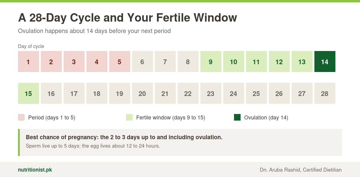 A 28 day menstrual cycle with period on days 1 to 5, fertile window on days 9 to 15 and ovulation on day 14