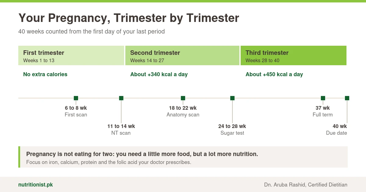 Pregnancy timeline: first trimester weeks 1 to 13 with no extra calories, second trimester weeks 14 to 27 with about 340 extra calories, third trimester weeks 28 to 40 with about 450 extra calories, and scans at 6 to 8, 11 to 14, 18 to 22 and 24 to 28 weeks